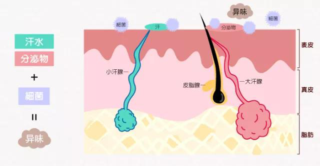 其實,懷孕和狐臭本身沒有絕對的因果關係!